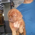 Tequilla Kenzo Kennel