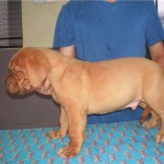 Tequilla Kenzo Kennel
