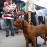 Tequilla Kenzo Kennel