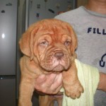 Tequilla Kenzo Kennel
