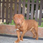 Tequilla Kenzo Kennel