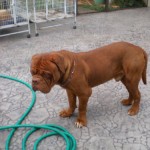 Tequilla Kenzo Kennel