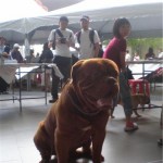 Tequilla Kenzo Kennel