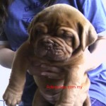 Tequilla Kenzo Kennel