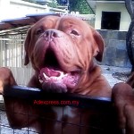 Tequilla Kenzo Kennel