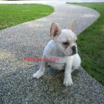 Tequilla Kenzo Kennel