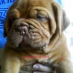 Tequilla Kenzo Kennel