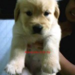 Tequilla Kenzo Kennel