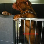 Tequilla Kenzo Kennel