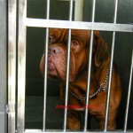 Tequilla Kenzo Kennel