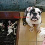 Tequilla Kenzo Kennel