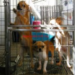 Tequilla Kenzo Kennel