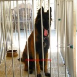 Tequilla Kenzo Kennel