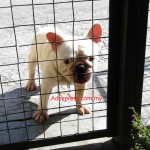 Tequilla Kenzo Kennel