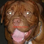 Tequilla Kenzo Kennel