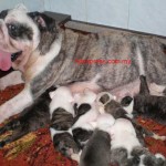 Tequilla Kenzo Kennel