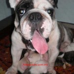 Tequilla Kenzo Kennel