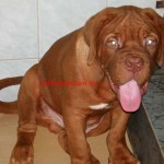 Tequilla Kenzo Kennel