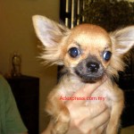 Tequilla Kenzo Kennel