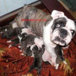 Tequilla Kenzo Kennel