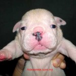 Tequilla Kenzo Kennel