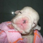Tequilla Kenzo Kennel
