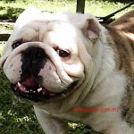 Tequilla Kenzo Kennel