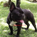 Tequilla Kenzo Kennel