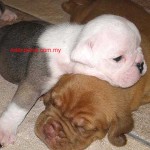 Tequilla Kenzo Kennel