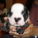 Tequilla Kenzo Kennel