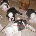Tequilla Kenzo Kennel