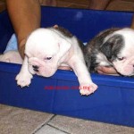 Tequilla Kenzo Kennel