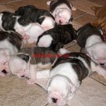Tequilla Kenzo Kennel