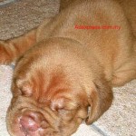 Tequilla Kenzo Kennel
