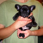 Tequilla Kenzo Kennel