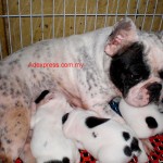 Tequilla Kenzo Kennel